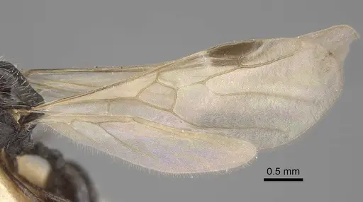 Goniomma decipiens specimen CASENT0917467 image casent0917467_5