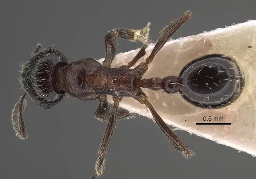 Goniomma decipiens specimen CASENT0917468 image casent0917468_1