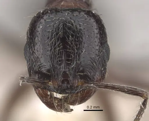 Goniomma decipiens specimen CASENT0917468 image casent0917468_2