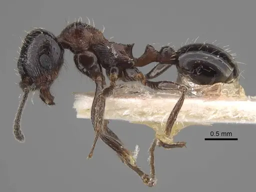 Goniomma decipiens specimen CASENT0917468 image casent0917468_4