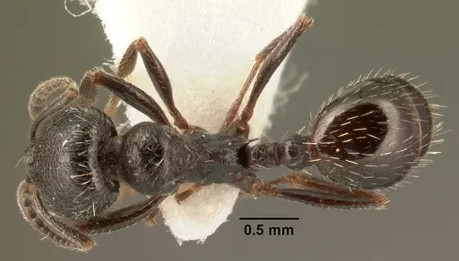 Goniomma hispanicum specimen CASENT0101996 image casent0101996_1