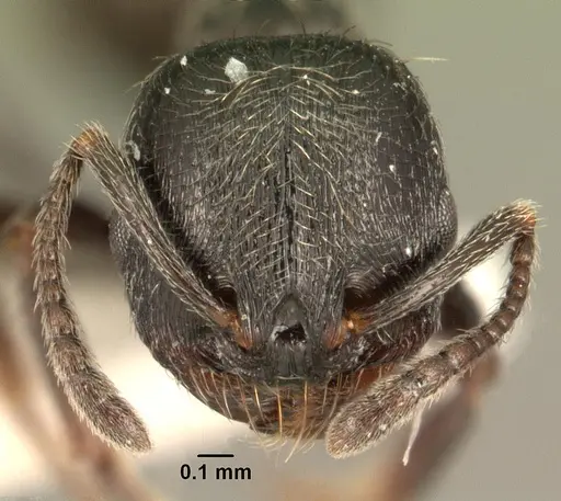 Goniomma hispanicum specimen CASENT0101996 image casent0101996_2