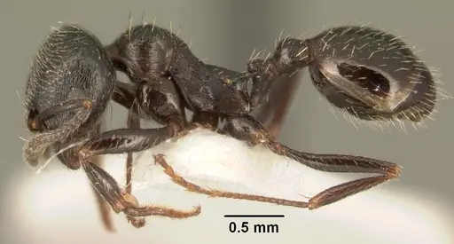 Goniomma hispanicum specimen CASENT0101996 image casent0101996_3