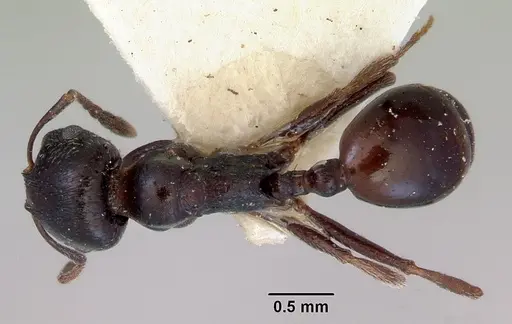 Goniomma hispanicum specimen CASENT0172300 image casent0172300_1