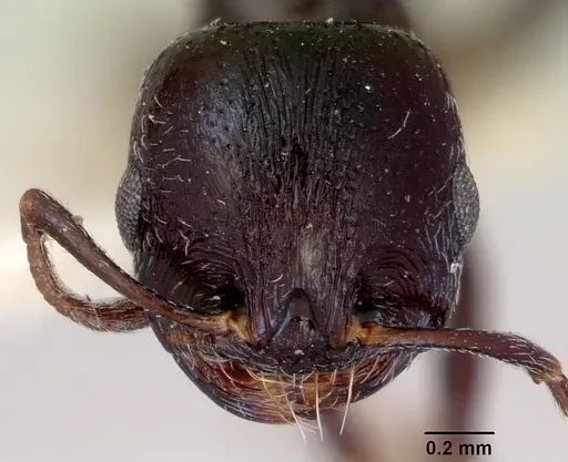 Goniomma hispanicum specimen CASENT0172300 image casent0172300_2