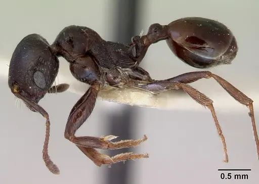 Goniomma hispanicum specimen CASENT0172300 image casent0172300_3