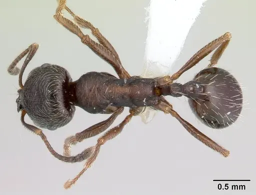 Goniomma hispanicum specimen CASENT0178839 image casent0178839_1