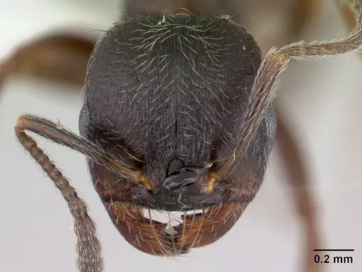 Goniomma hispanicum specimen CASENT0178839 image casent0178839_2