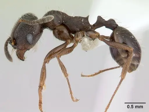 Goniomma hispanicum specimen CASENT0178839 image casent0178839_3