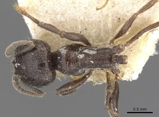 Goniomma hispanicum specimen CASENT0901470 image casent0901470_1