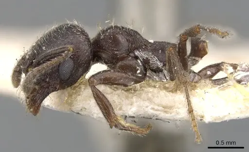 Goniomma hispanicum specimen CASENT0901470 image casent0901470_3