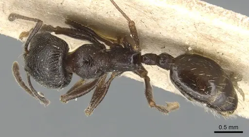 Goniomma hispanicum specimen CASENT0904145 image casent0904145_1