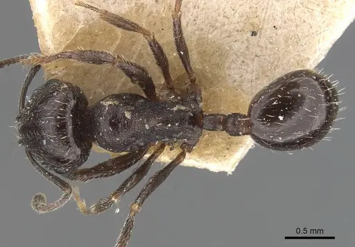 Goniomma hispanicum specimen CASENT0907757 image casent0907757_1