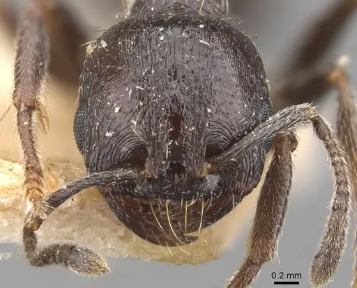 Goniomma hispanicum specimen CASENT0907757 image casent0907757_2