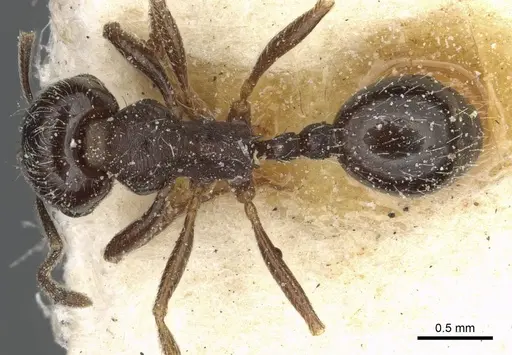 Goniomma hispanicum specimen CASENT0913136 image casent0913136_1