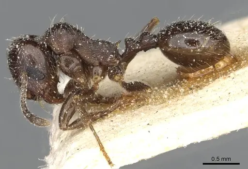 Goniomma hispanicum specimen CASENT0913136 image casent0913136_3