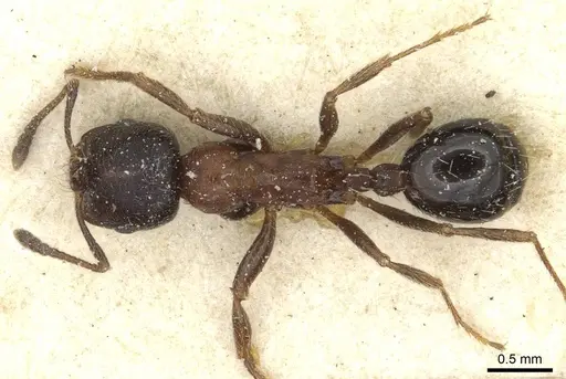 Goniomma hispanicum specimen CASENT0913137 image casent0913137_1