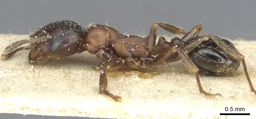 Goniomma hispanicum specimen CASENT0913137 image casent0913137_3
