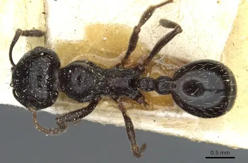 Goniomma hispanicum specimen CASENT0913138 image casent0913138_1