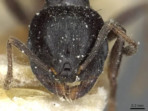 Goniomma hispanicum specimen CASENT0913138 image casent0913138_2
