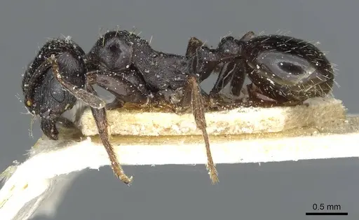 Goniomma hispanicum specimen CASENT0913138 image casent0913138_3