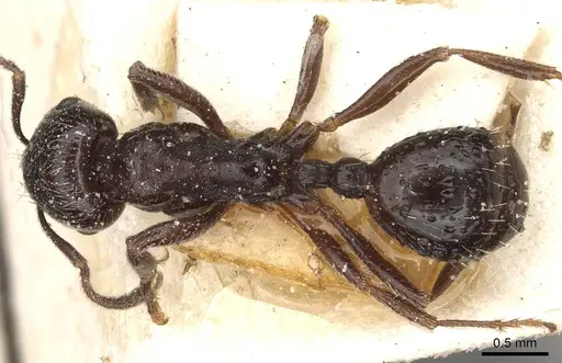 Goniomma hispanicum specimen CASENT0913139 image casent0913139_1