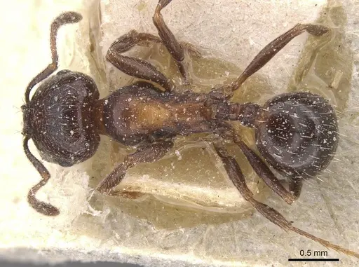 Goniomma hispanicum specimen CASENT0913140 image casent0913140_1