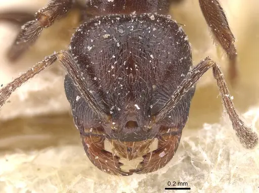 Goniomma hispanicum specimen CASENT0913140 image casent0913140_2