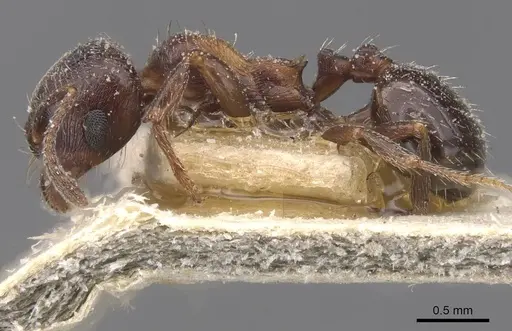 Goniomma hispanicum specimen CASENT0913140 image casent0913140_3