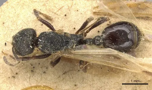 Goniomma hispanicum specimen CASENT0915450 image casent0915450_1