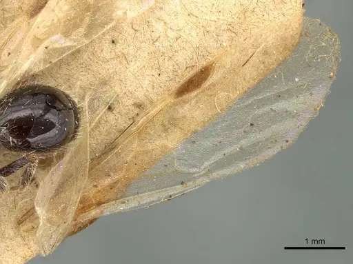 Goniomma hispanicum specimen CASENT0915450 image casent0915450_4