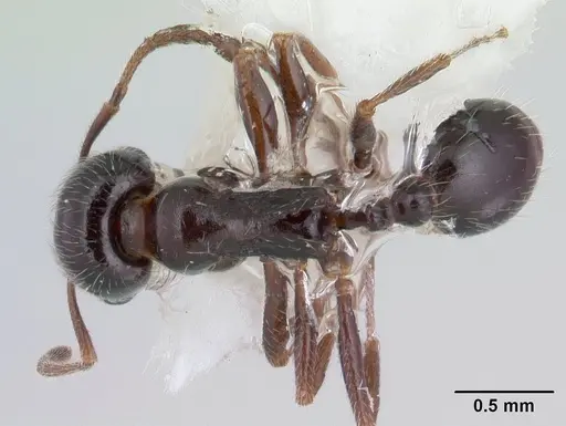Goniomma kugleri specimen CASENT0178583 image casent0178583_1