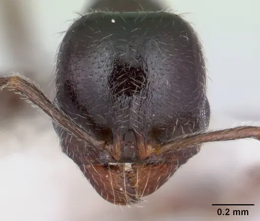 Goniomma kugleri specimen CASENT0178583 image casent0178583_2