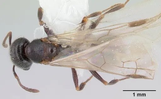 Goniomma kugleri specimen CASENT0178584 image casent0178584_1