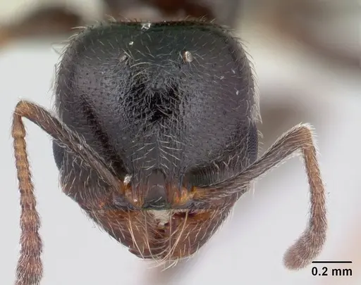 Goniomma kugleri specimen CASENT0178584 image casent0178584_2