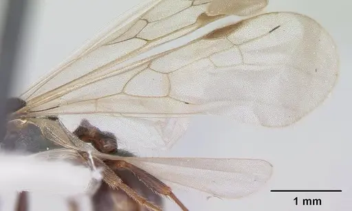 Goniomma kugleri specimen CASENT0178584 image casent0178584_4