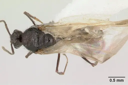 Goniomma kugleri specimen CASENT0178585 image casent0178585_1