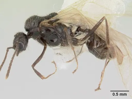 Goniomma kugleri specimen CASENT0178585 image casent0178585_3