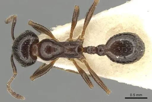 Goniomma kugleri specimen CASENT0915447 image casent0915447_1