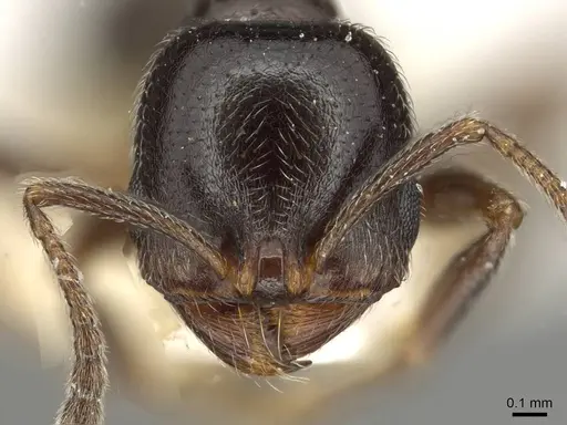 Goniomma kugleri specimen CASENT0915447 image casent0915447_2