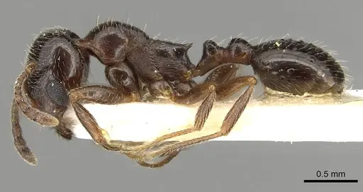 Goniomma kugleri specimen CASENT0915447 image casent0915447_3