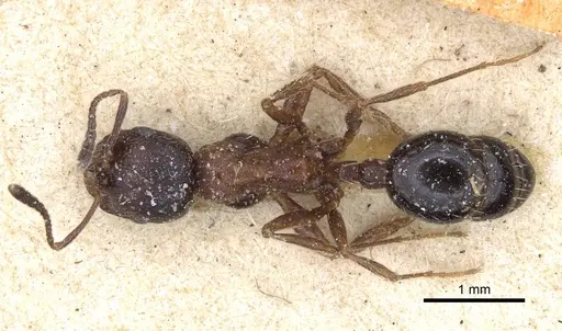 Goniomma otini specimen CASENT0916946 image casent0916946_1