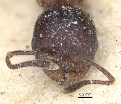 Goniomma otini specimen CASENT0916946 image casent0916946_3
