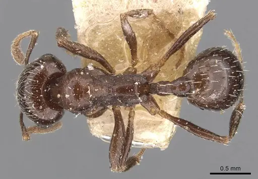 Goniomma punicum specimen CASENT0907758 image casent0907758_1