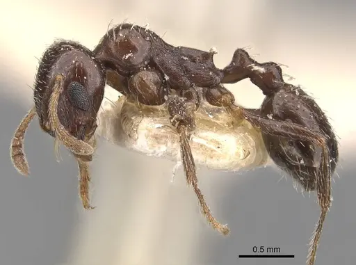Goniomma punicum specimen CASENT0907758 image casent0907758_3