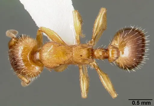 Harpagoxenus canadensis specimen CASENT0006075 image casent0006075_1