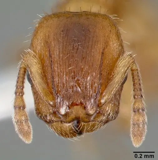 Harpagoxenus canadensis specimen CASENT0006075 image casent0006075_2