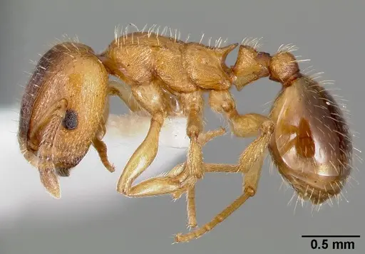 Harpagoxenus canadensis specimen CASENT0006075 image casent0006075_3