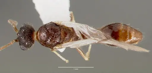 Harpagoxenus canadensis specimen CASENT0006078 image casent0006078_1