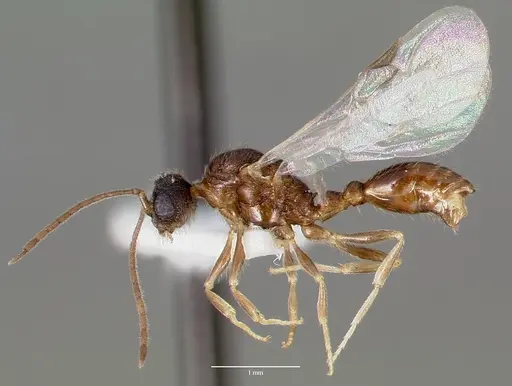 Harpagoxenus canadensis specimen CASENT0006078 image casent0006078_3